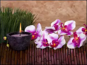 Świeca, Kwiaty, Orchidee