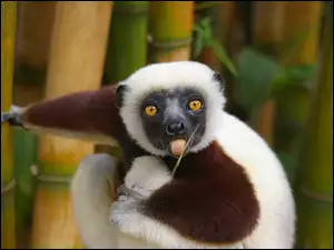 Bambus, Lemur, Trawka