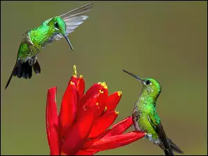Kolibry, Kwiat