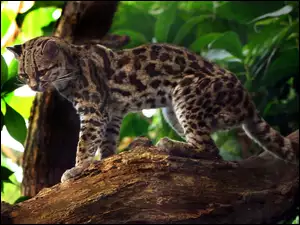 Drzewo, Kot, Margay