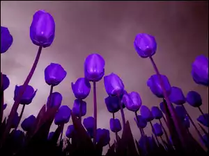 Fioletowe, Tulipany