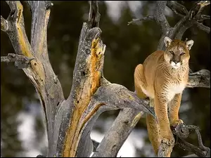 Drzewo, Puma, Kot