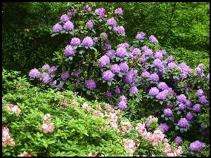 Rododendrony