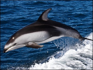Skok, Delfin, Woda