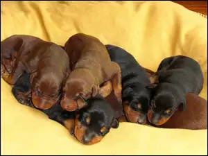 Szczenięta, Dobermana