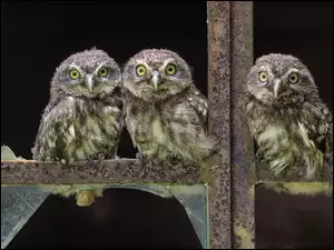 Okno, Sowy, Wybite