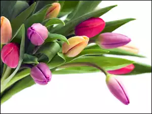 Tulipanów, Bukiet, Kolorowych