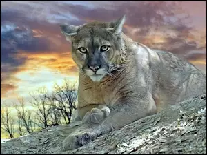 Chmury, Puma, Kot