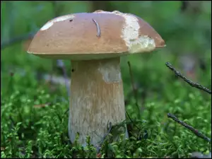 Mech, Grzyb, Prawdziwek