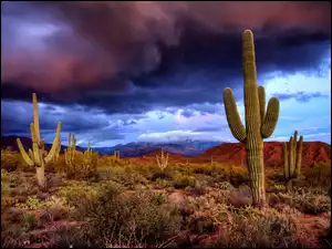 Chmury, Kaktusy, Fioletowo, Saguaro, Granatowe