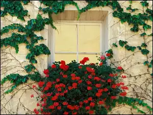 Pelargonie, Okno, Bluszcz