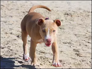 Plaża, Pies, Pit Bull