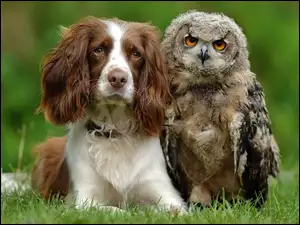 Pies, Cocker spaniel, Sowa, Trawa