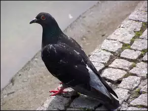 Bruk, Czarny, Gołąb
