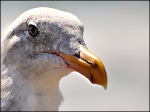 Dziób, Mewa