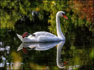 Woda, Łabędź, Ptak