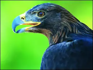 Orzeł, Dziób