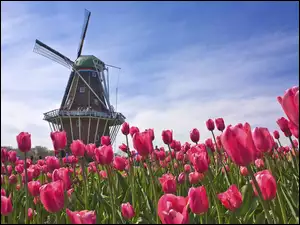 Tulipany, Wiatrak