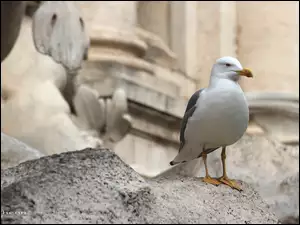 Skała, Ptak, Mewa