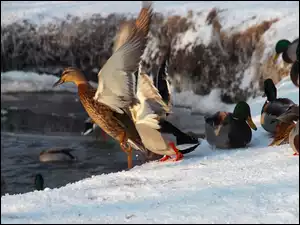 Dzikie, Śnieg, Kaczki, Staw