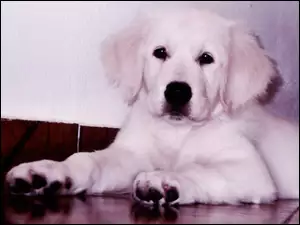 Pies, retriever, szczeniak, golden
