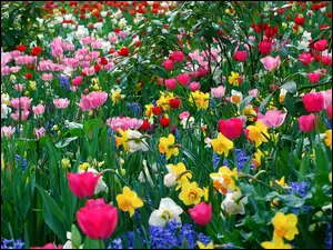Żonkile, Kolorowe, Tulipany