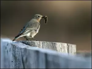 Gąsienica, Ptak, Błękitniczek Górski