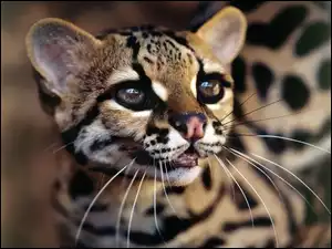 Ocelot, Drapieżnik