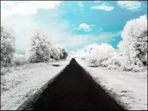 Śnieg, Droga, Drzewa
