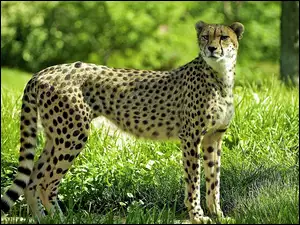 Zieleń, Gepard, Cętki