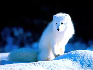 Polarny, Biały, Lis