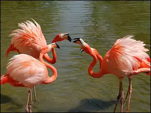 Szyje, Flamingi, Wygięte