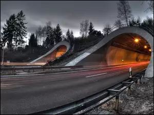 Drzewa, Droga, Tunel