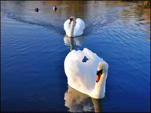 Łabędzi, Jezioro, Para