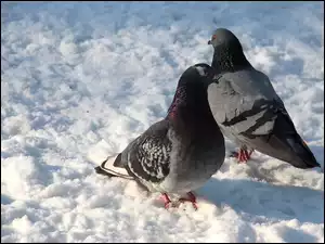 Dwa, Śniegu, Gołębie, Na