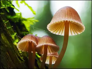 Grzyb, Drzewo
