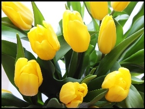 Tulipany, Bukiet, Żółte