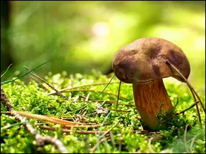 Leśne, Podgrzybek, Runo