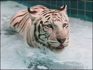 Basen, Biały, Tygrys