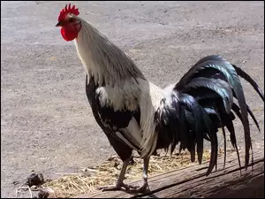 Ogon, Kogut, Grzebień