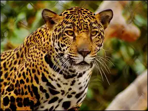 Jaguar, Cętki, Wąsy