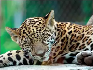 Mały, Jaguar