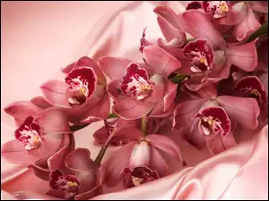Orchidee, Atłas, Różowe