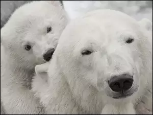 Polarne, Dwa, Niedźwiedzie