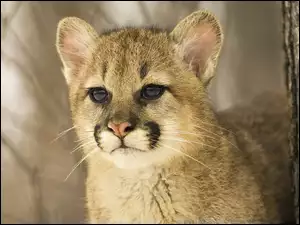Młoda, Puma