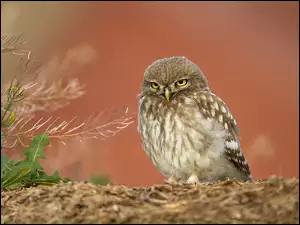 Młoda, Sowa