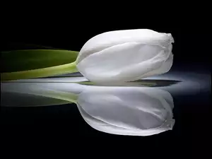 Biały, Tulipan