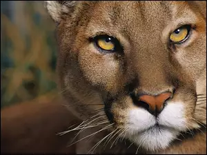 Spojrzenie, Puma, Groźne
