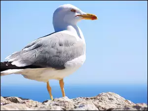 Mewa, Niebo