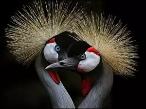 Czubki, Dwa, Ptaki